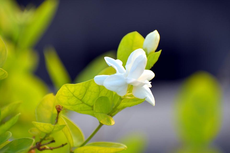 Flowering Arabian Jasmine Bonsai Tree