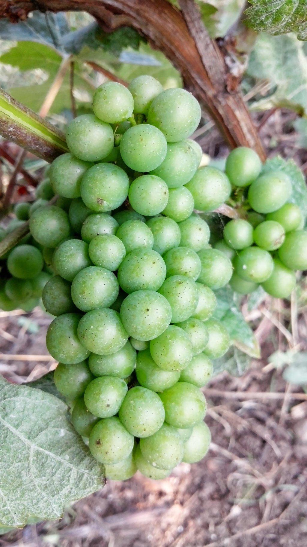 Chardonnay Grape Bonsai Tree