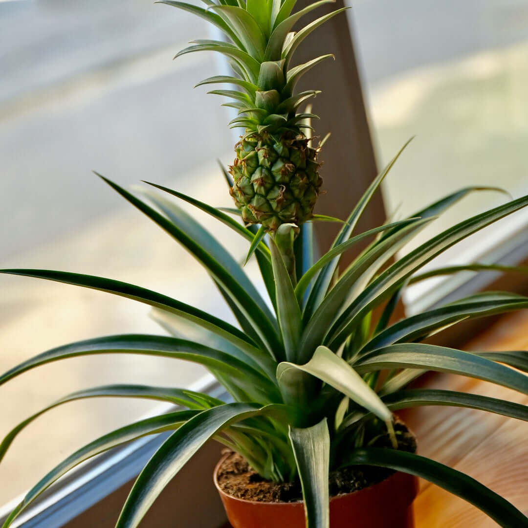 Mini Pineapple Plant 'Tiny Treasure' Ornamental
