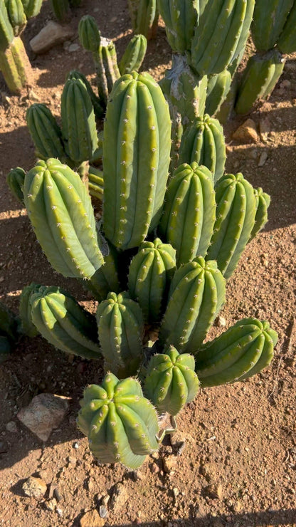 6-9 inch San Pedro Cactus - Echinopsis Pachanoi
