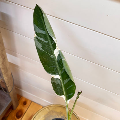 Musa Florida Variegated