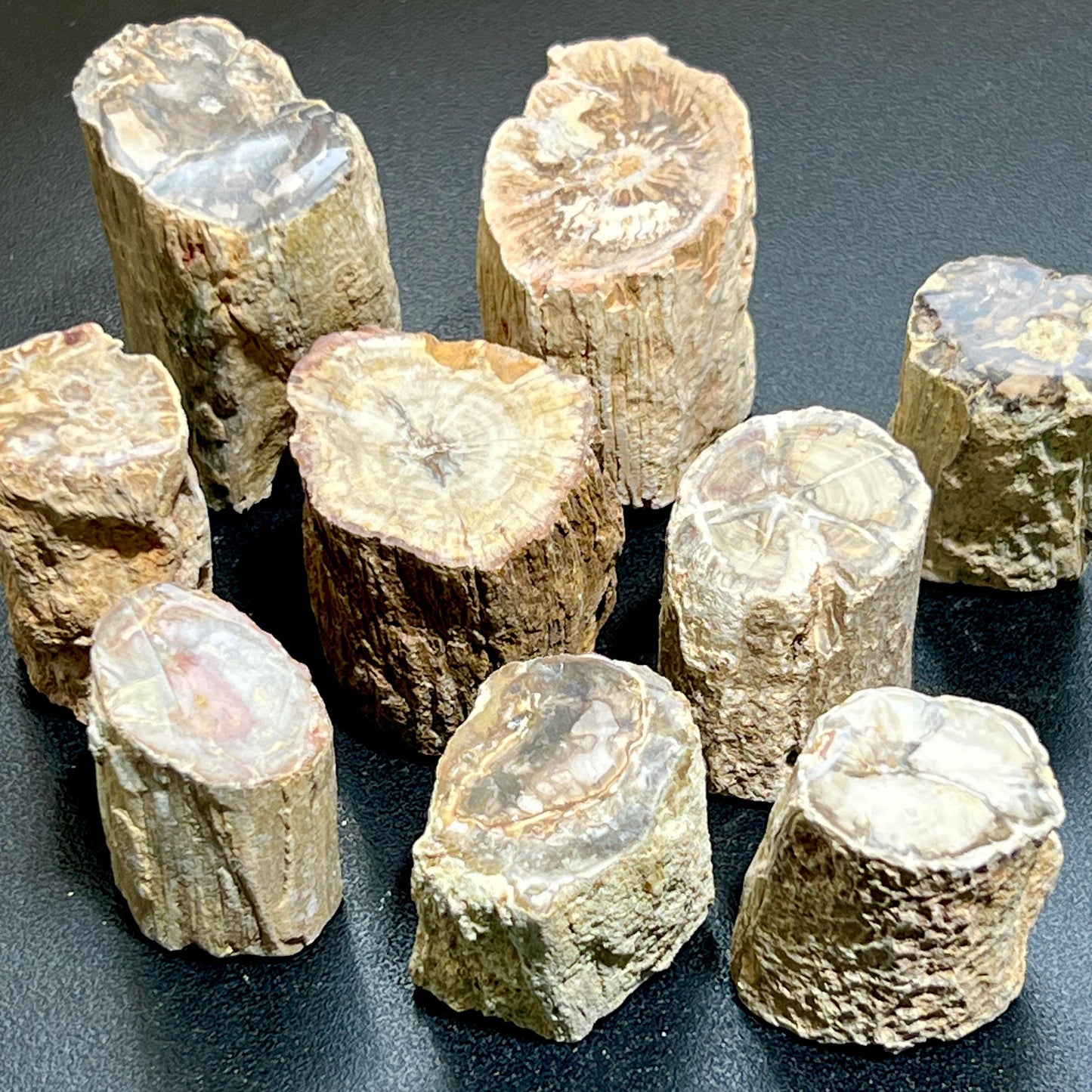 Petrified Wood Slices (By The Piece or Pound) Rough Carving Bulk
