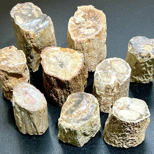 Petrified Wood Slices (By The Piece or Pound) Rough Carving Bulk