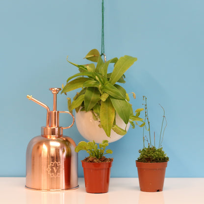 Carnivorous Carnival Plant Bundle