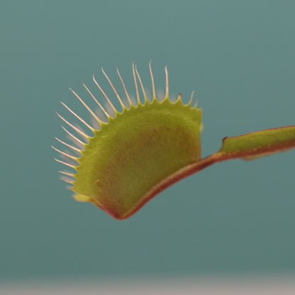 Party of Five Carnivorous Plant Bundle