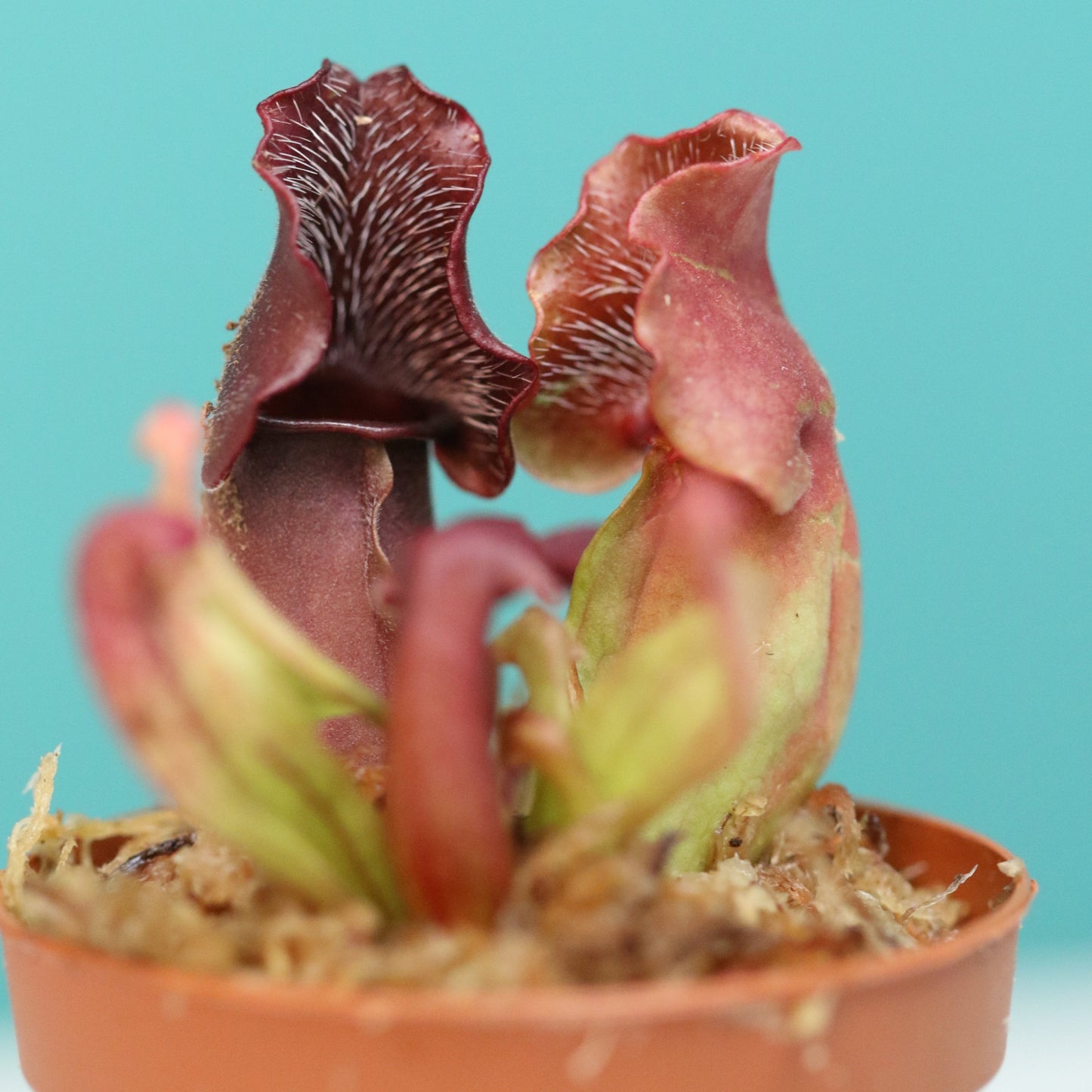 Party of Five Carnivorous Plant Bundle