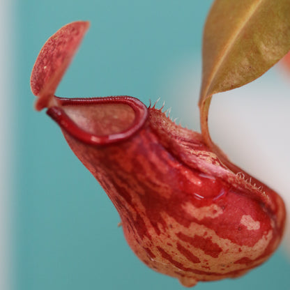 Party of Five Carnivorous Plant Bundle
