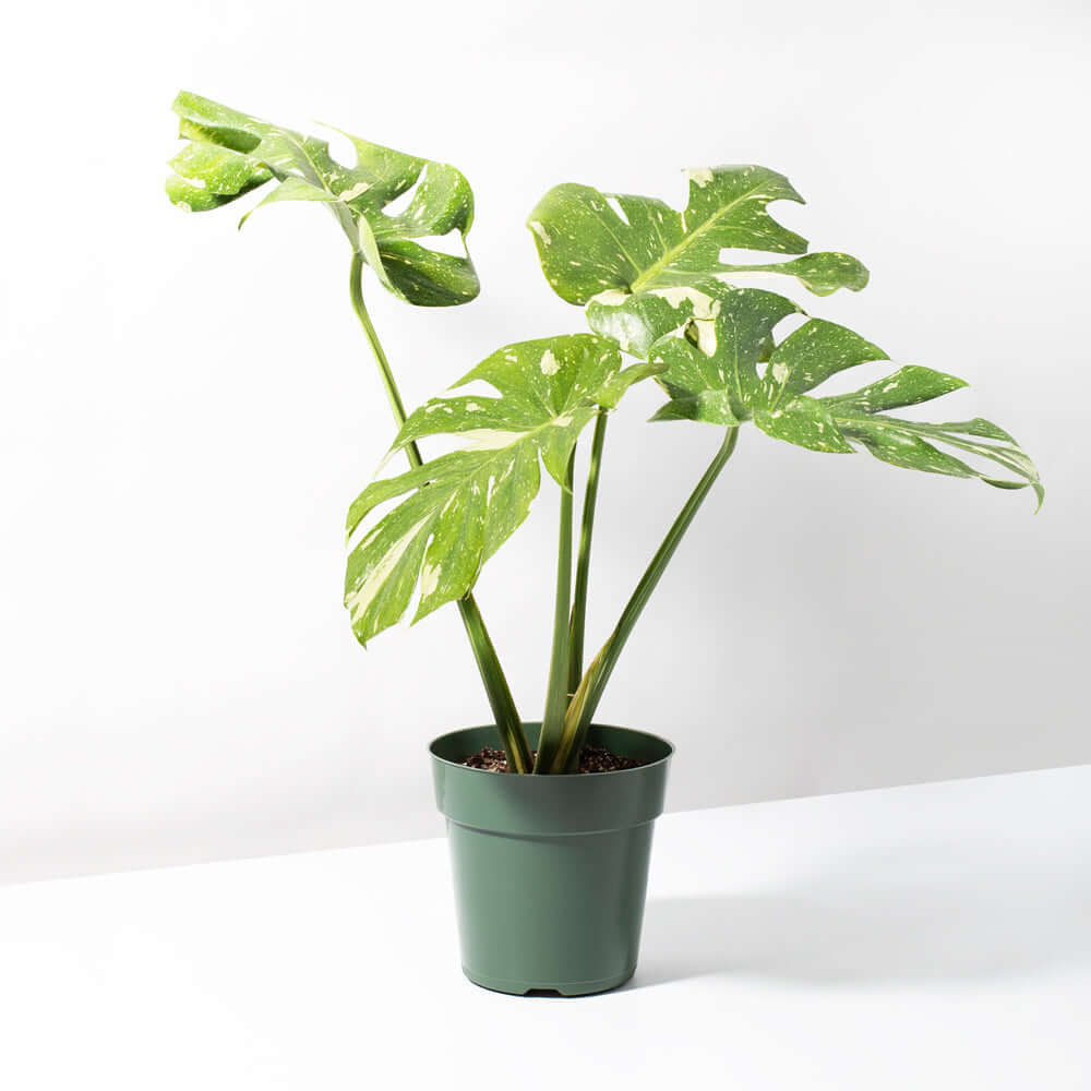 Monstera Thai Constellation