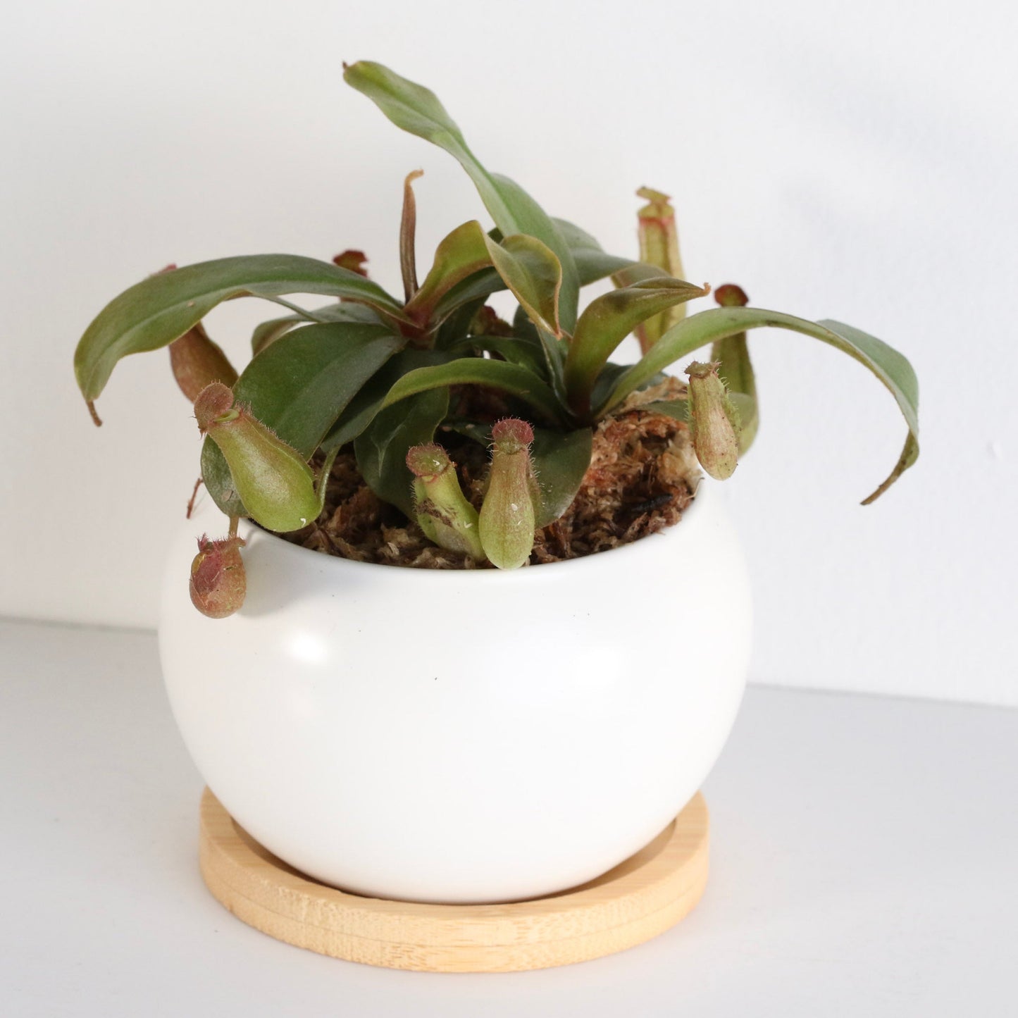 Nepenthes 'Lady Luck' Carnivorous Tropical Pitcher Plant
