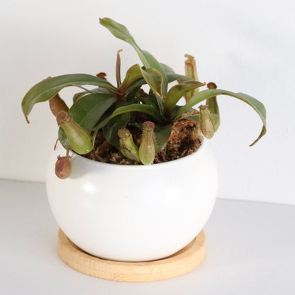 Nepenthes 'Lady Luck' Carnivorous Tropical Pitcher Plant