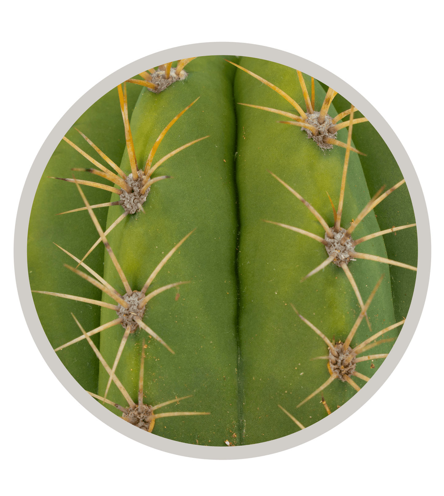 Argentine Saguaro - Echinopsis terscheckii or Trichocereus terscheckii