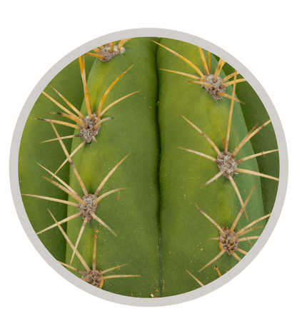 Argentine Saguaro - Echinopsis terscheckii or Trichocereus terscheckii