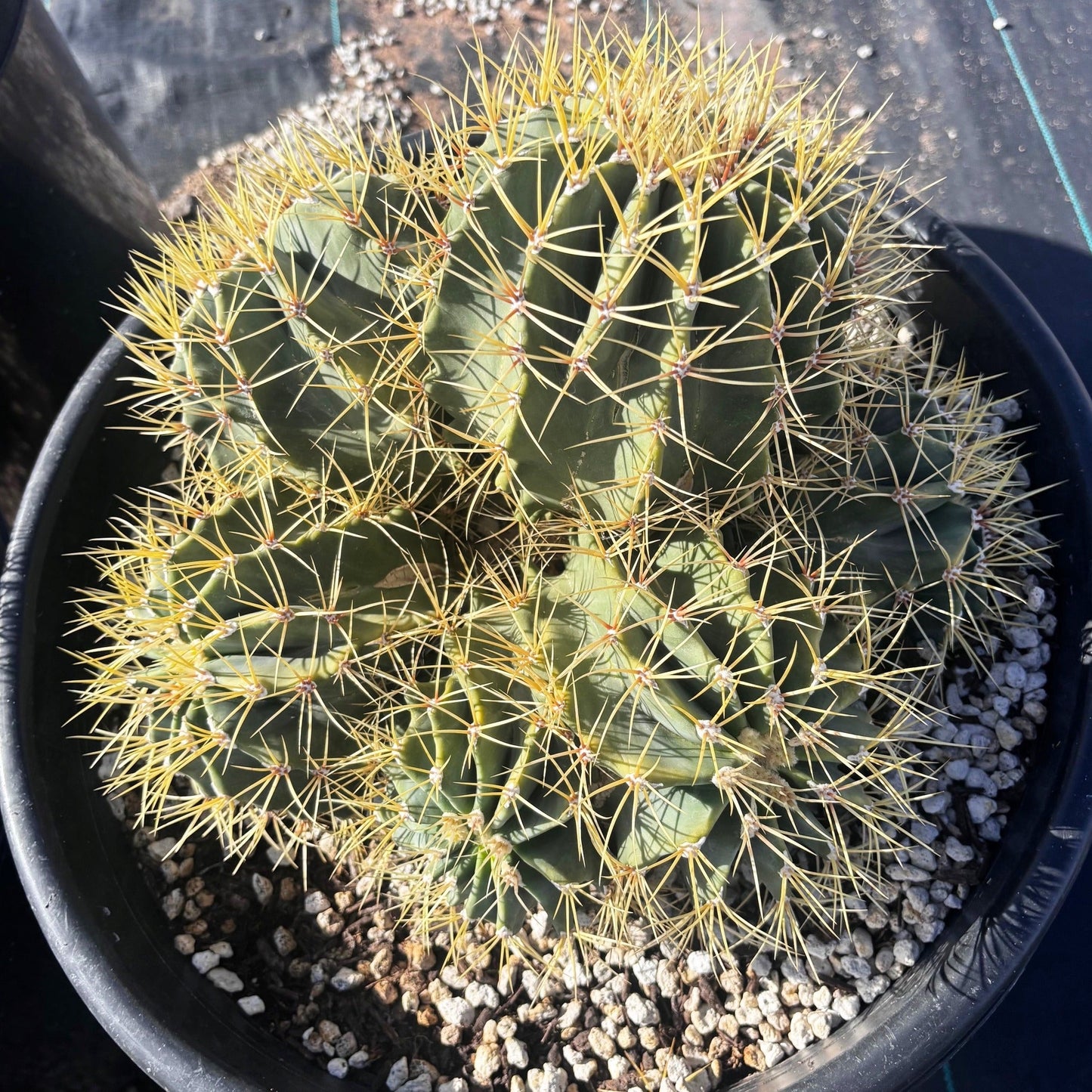 Blue Barrel Cactus