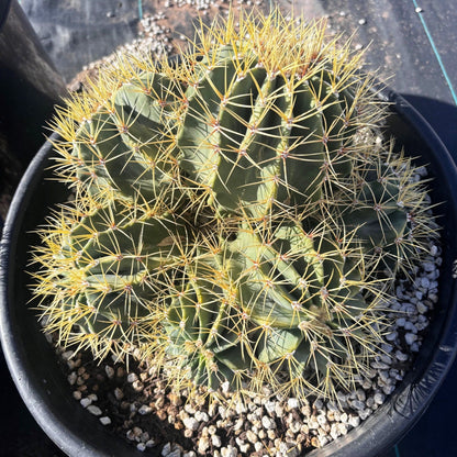 Blue Barrel Cactus