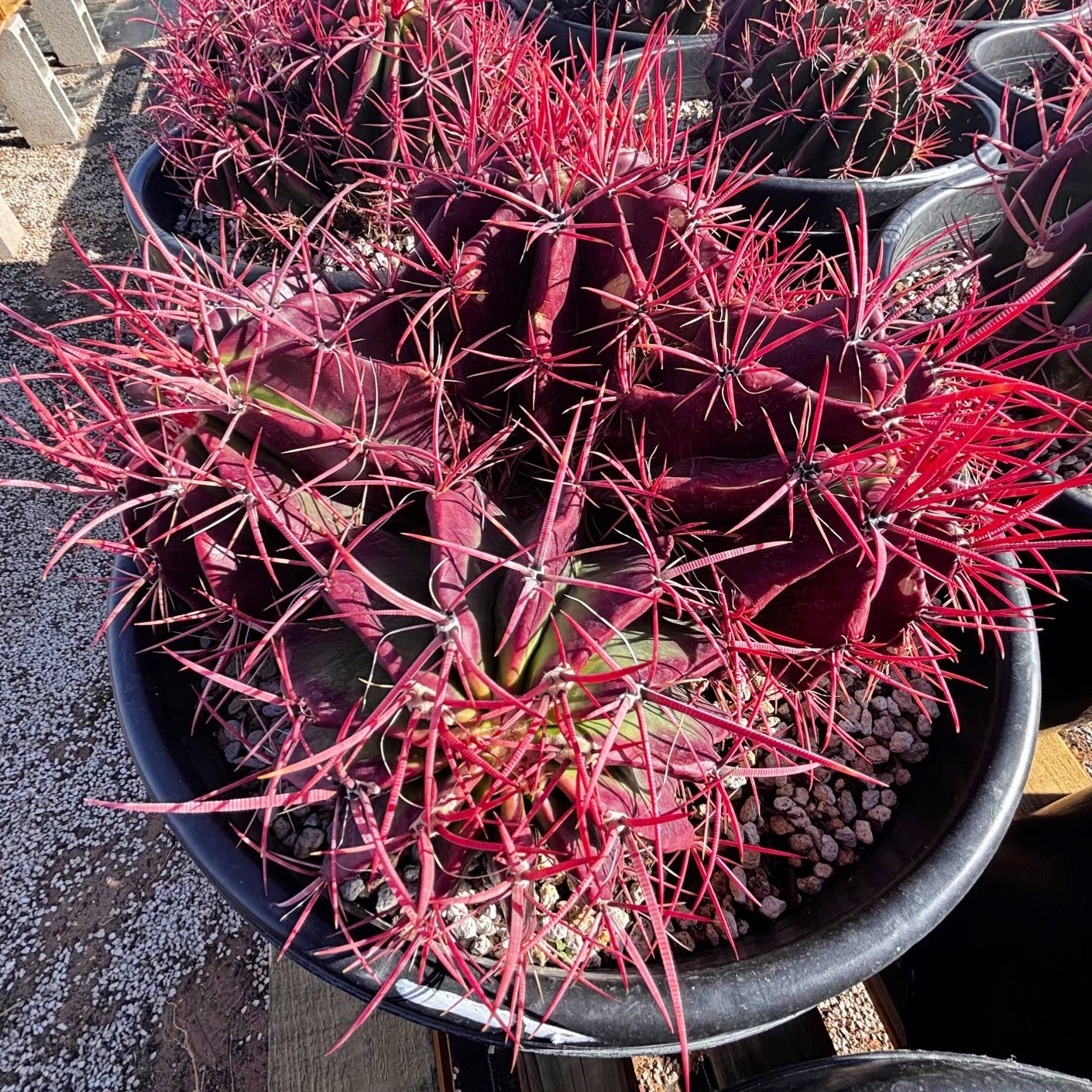 Ferocactus Pringlei