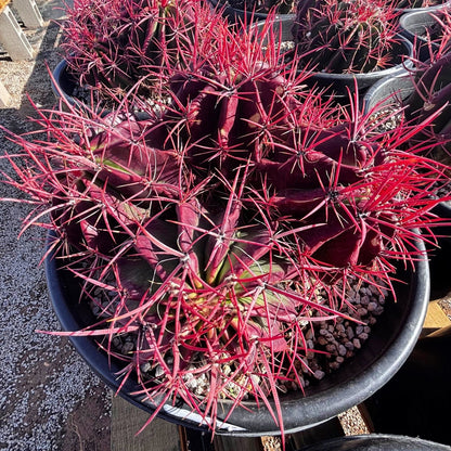 Ferocactus Pringlei