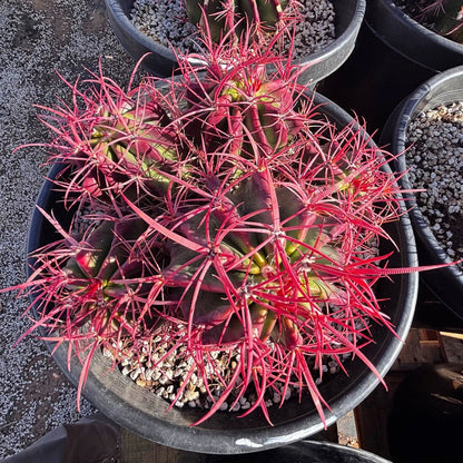 Ferocactus Pringlei