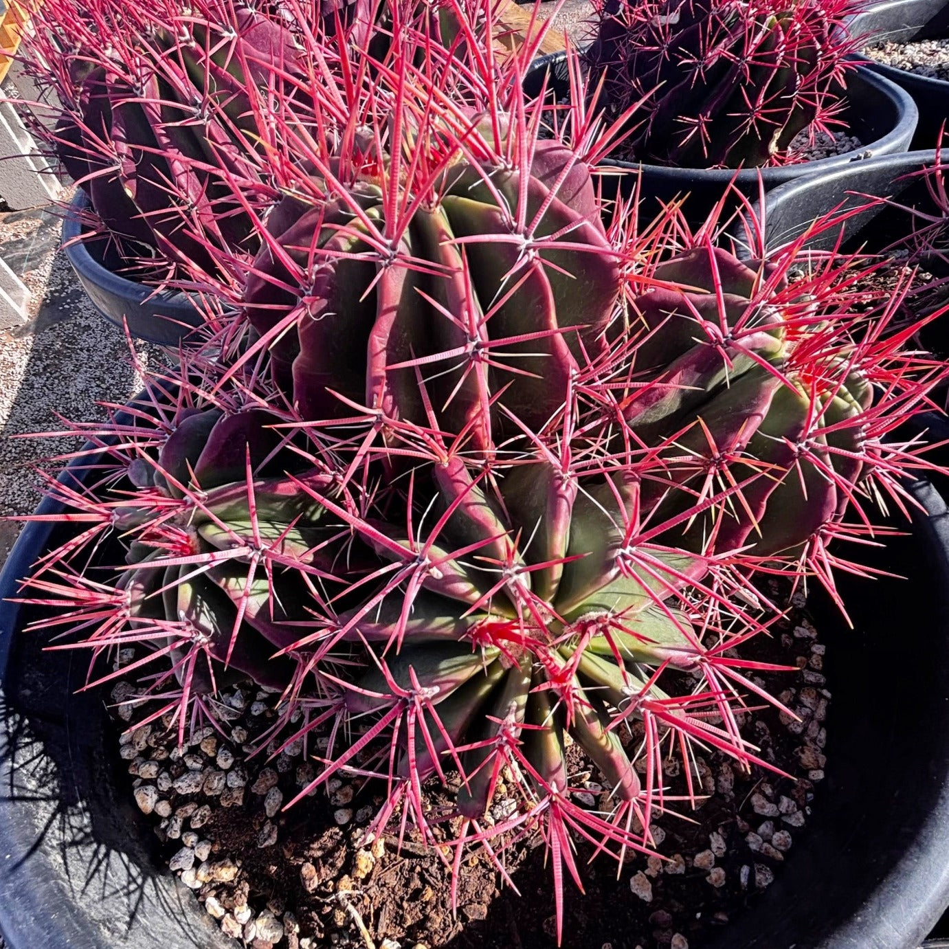 Ferocactus Pringlei