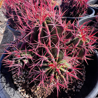 Ferocactus Pringlei