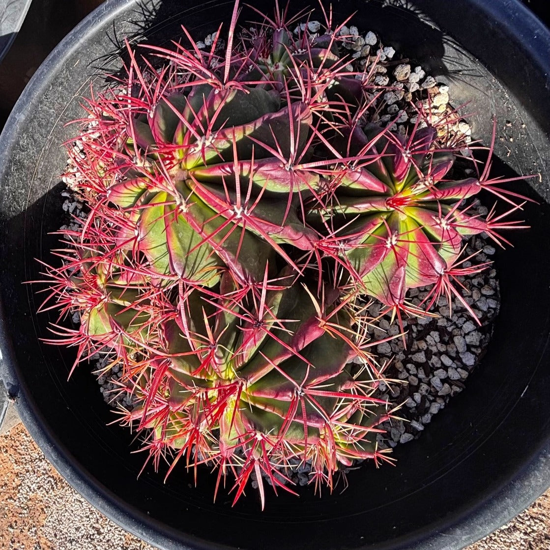 Ferocactus Pringlei