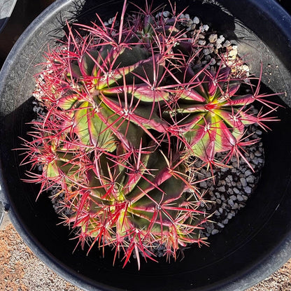 Ferocactus Pringlei