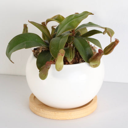 Nepenthes 'Lady Luck' Carnivorous Tropical Pitcher Plant