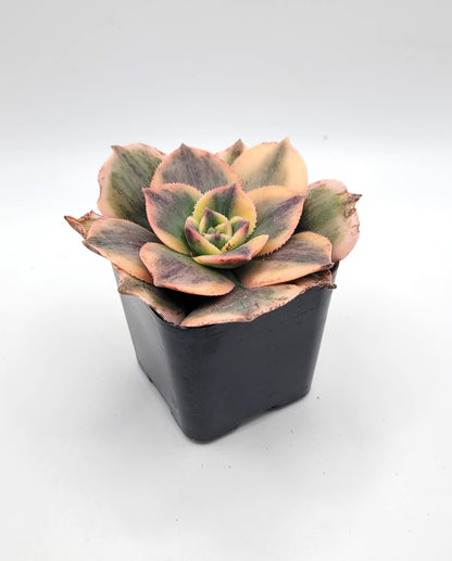 #111 Aeonium Sunburst