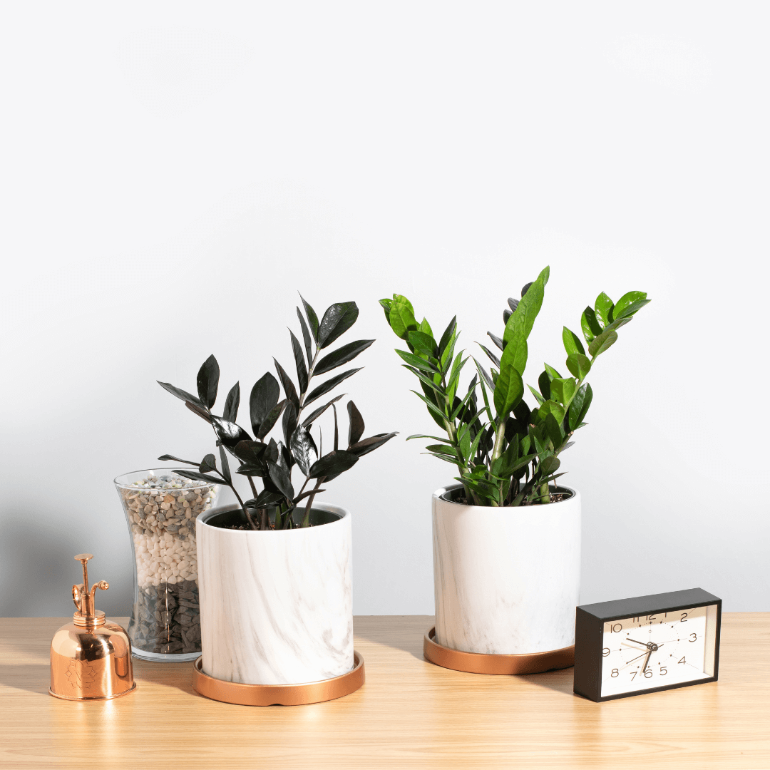 Black ZZ Raven Houseplant