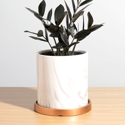 Black ZZ Raven Houseplant