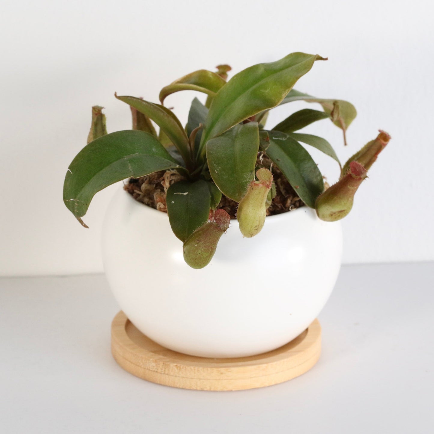 Nepenthes 'Lady Luck' Carnivorous Tropical Pitcher Plant