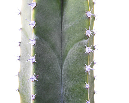 Senita Cactus