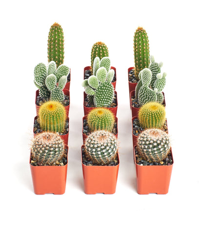Assorted Mini Cactus Collection