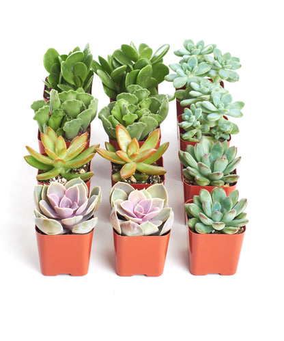 Assorted Mini Succulent Collection