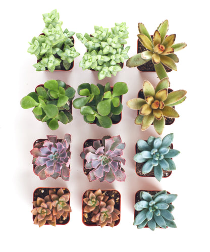 Assorted Mini Succulent Collection