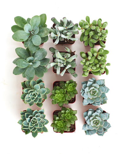 Blue & Green Mini Succulent Collection