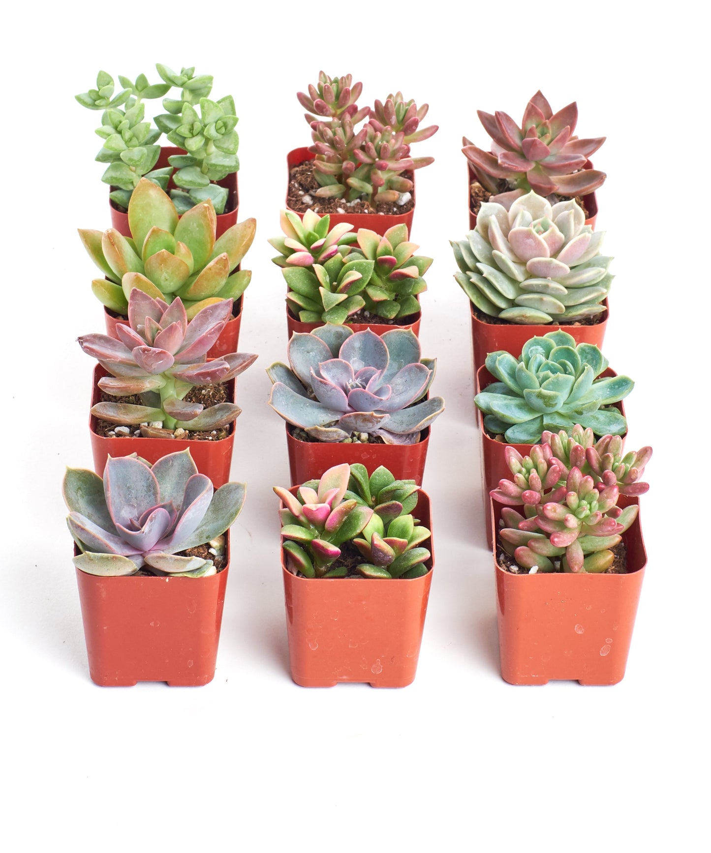 Pastel Mini Succulent Collection