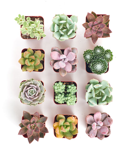 Pastel Mini Succulent Collection