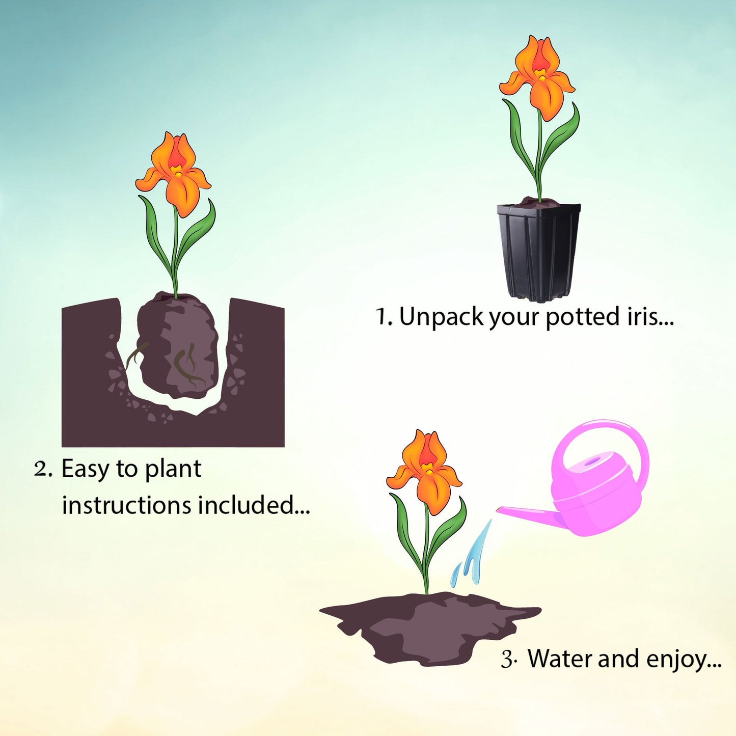 Entitled Fragrant Bearded Iris Quart Container