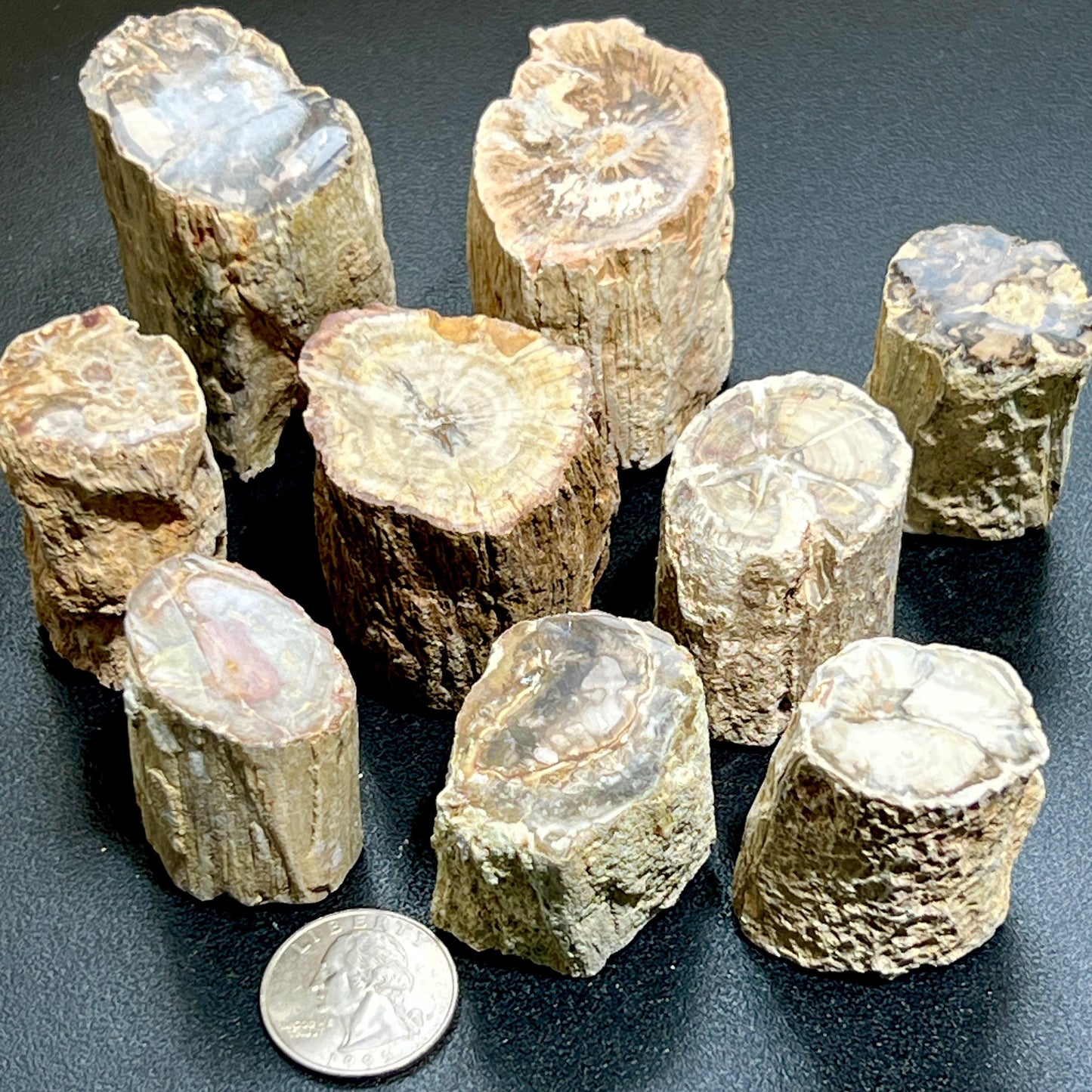 Petrified Wood Slices (By The Piece or Pound) Rough Carving Bulk