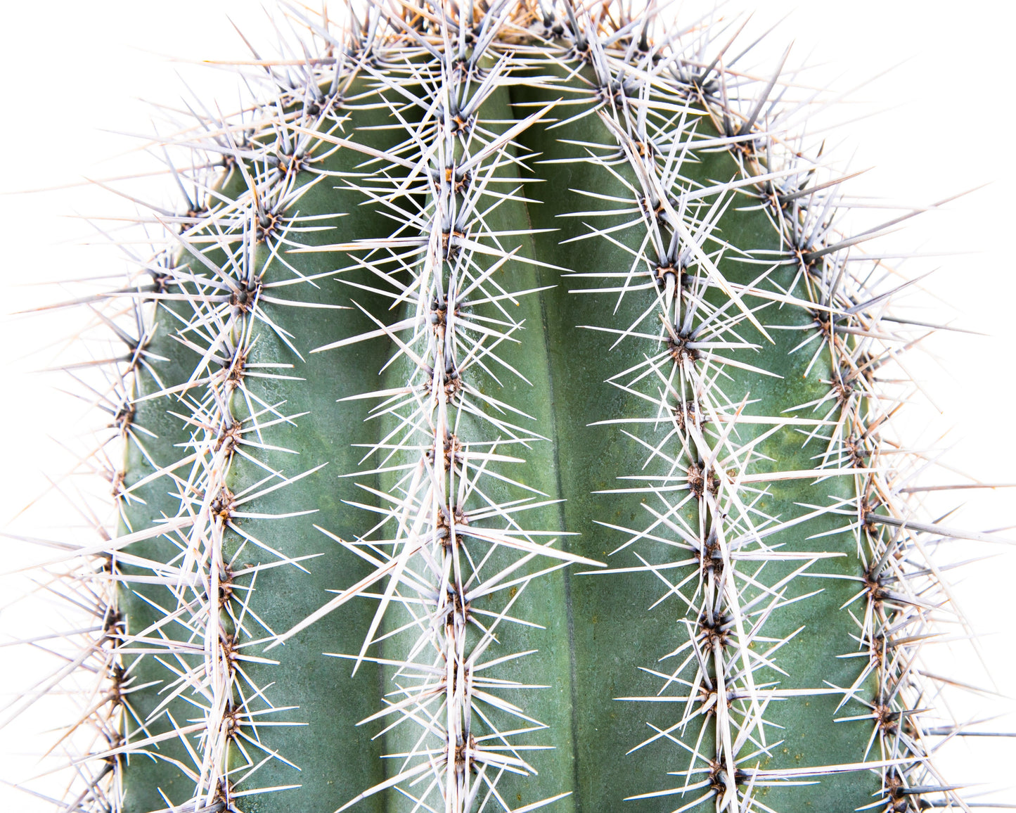 Saguaro Cactus