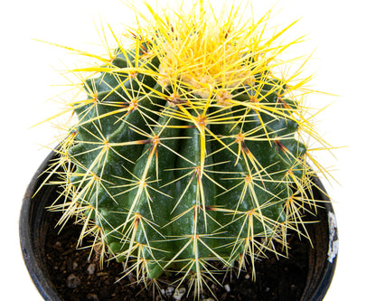 Golden Barrel Cactus