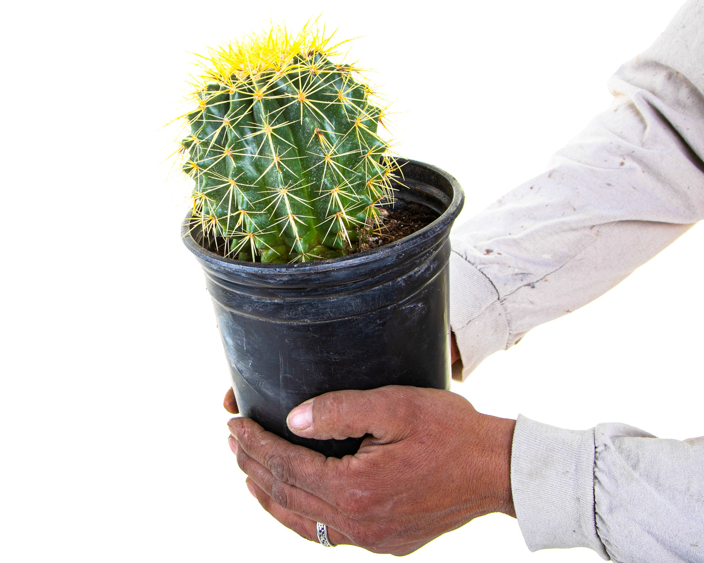 Golden Barrel Cactus
