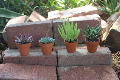 2" Assorted Mini Succulent Collection Bulk