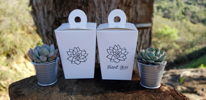 2" Assorted Mini Succulent Collection Bulk