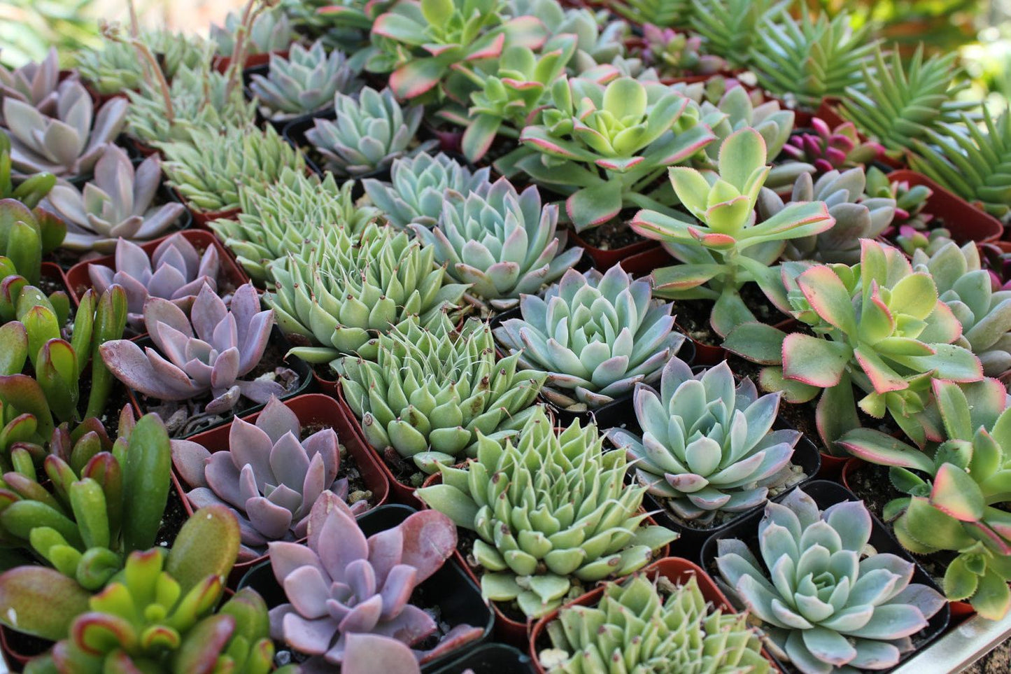 2" Assorted Mini Succulent Collection Bulk
