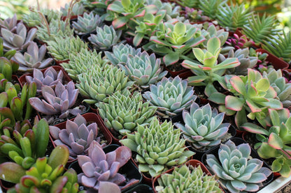 2" Assorted Mini Succulent Collection Bulk