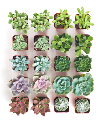 Assorted Mini Succulent Collection