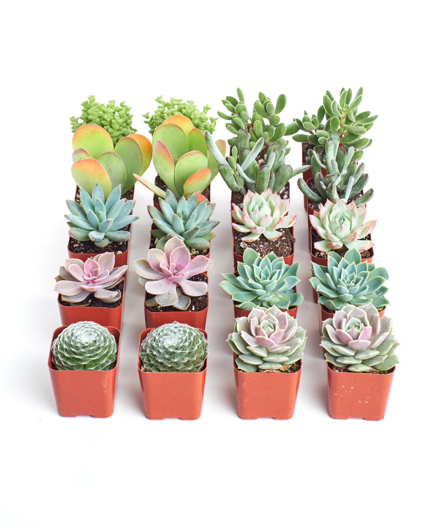 Pastel Mini Succulent Collection