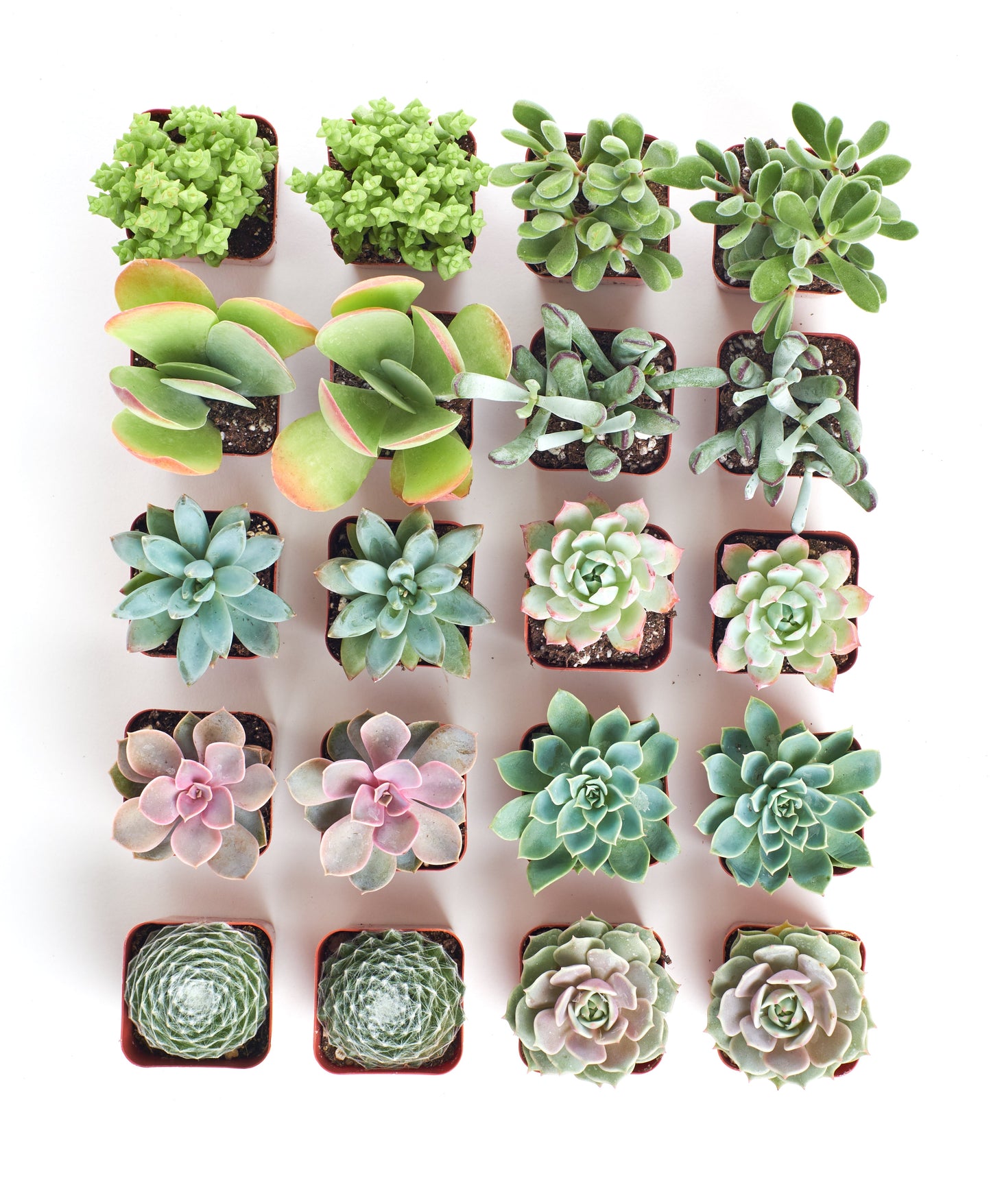 Pastel Mini Succulent Collection