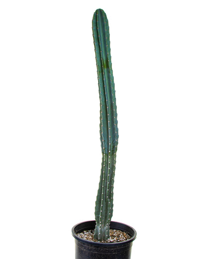 Peruvian Apple Cactus